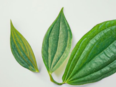 艾叶精油的功效作用与主治