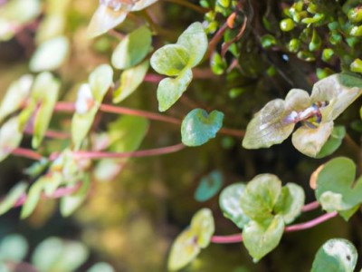 小败火草的功效与作用及其相关信息