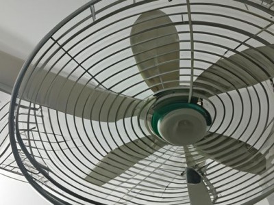 摇钱树（摇钱树图片）