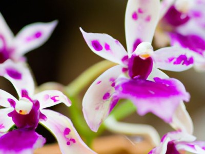 球花石斛：功效、作用及食用方法详解