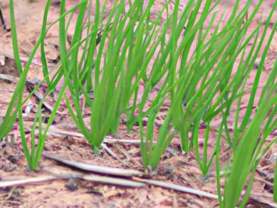 洋葱适合哪个季节种植及洋葱适合哪个季节种植呢