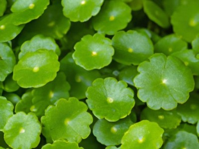 如何养爆盆的铜钱草水培？