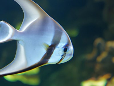 燕鱼及燕鱼水温多少度合适