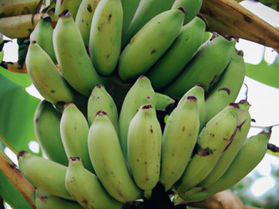 芭蕉的功效与作用