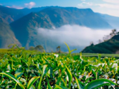 台湾茶叶及台湾茶叶十大品牌