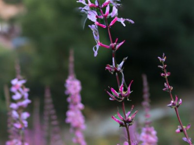 紫罗兰花：花语、品种及养护方法