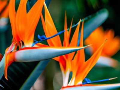 打造花园天堂，欣赏天堂鸟花的美丽