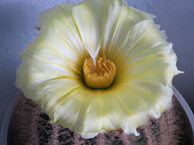 金虎仙人球：美丽的多肉植物