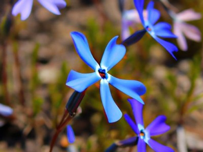 了解蓝珀及其功效与作用价值