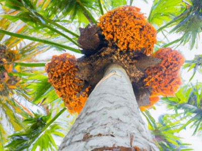 棕垫的好处和坏处