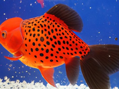 明太鱼是什么鱼？了解这种美味鱼的来历和制作方法