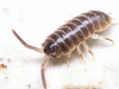 水蚺及水蚺和蟒蛇的区别