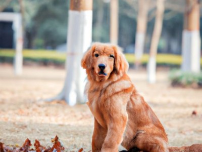 金毛狗狗：一种可爱、友善的家庭宠物