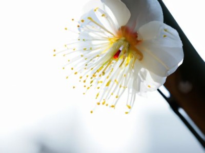 金香玉：一种珍贵的中药材