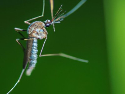 蚊香对人体的危害有多大