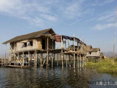 锦葵（锦葵的功效和作用）