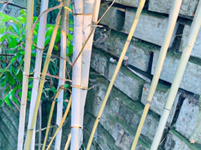 藤席和竹席哪个好清洗及藤席和竹席哪个好清洗一点