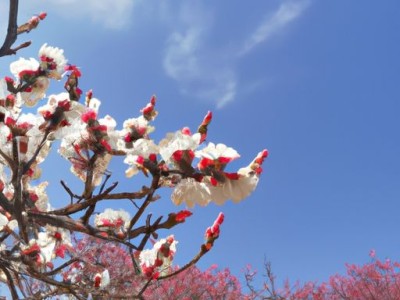 墙面裂缝怎么处理?