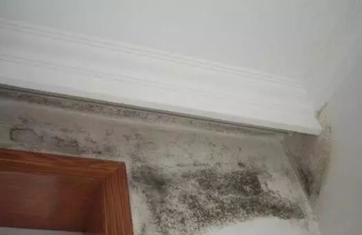 家里墙面发霉怎么处理？如何预防发霉？