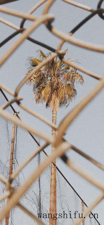 你们一般都在哪里找壁纸？ 墙面贴壁纸 第48张 你们一般都在哪里找壁纸？ 墙面贴壁纸 粉刷匠第48张