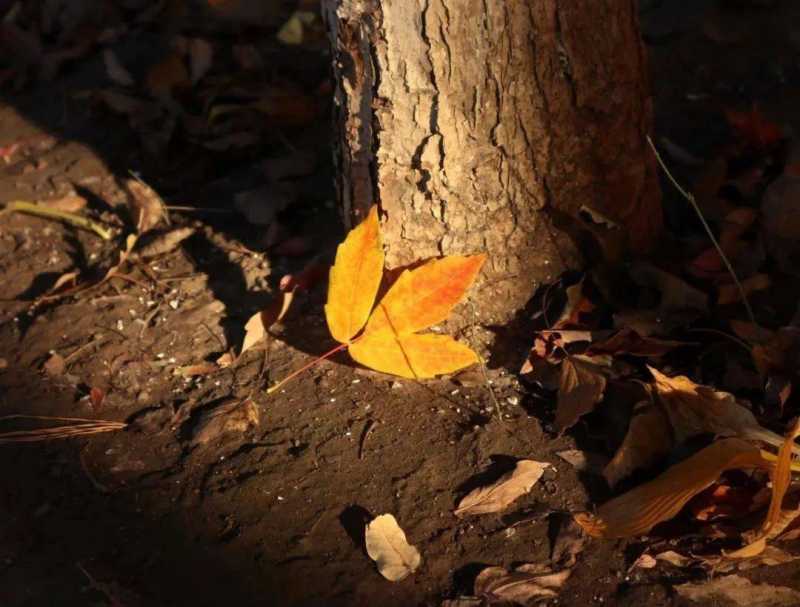 秋日壁纸 |<img src=