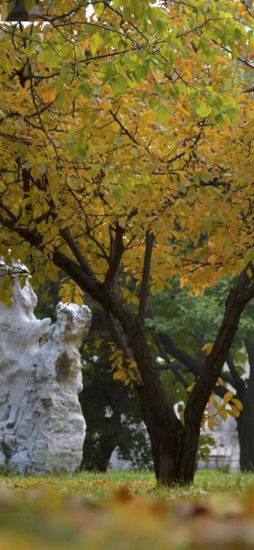 秋日壁纸 |<img src=