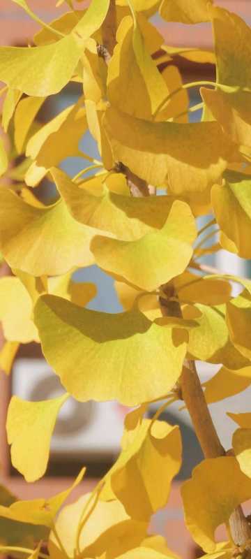 秋日壁纸 |<img src=