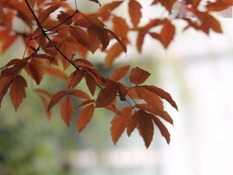 秋日壁纸 |<img src=