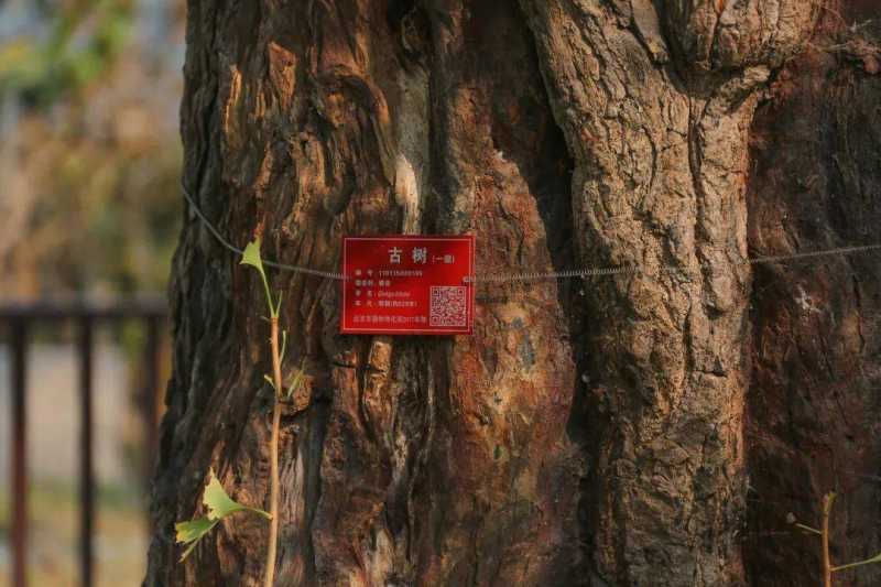 美成壁纸！大兴这棵500余年古银杏迎来颜值巅峰