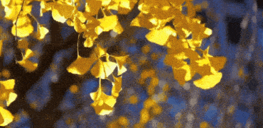 美成壁纸！大兴百年古树换金装，每一张都惊艳！