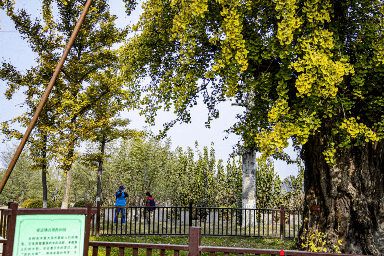 美成壁纸！大兴百年古树换金装，每一张都惊艳！