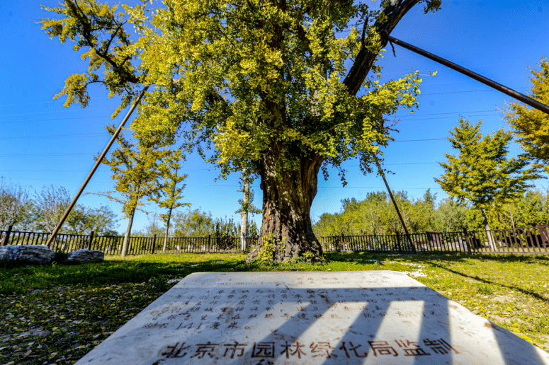 美成壁纸！大兴百年古树换金装，每一张都惊艳！