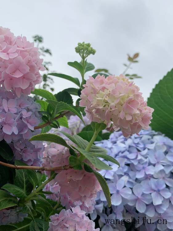 卖门和卖漆哪个好（卖门和卖漆哪个好一点）