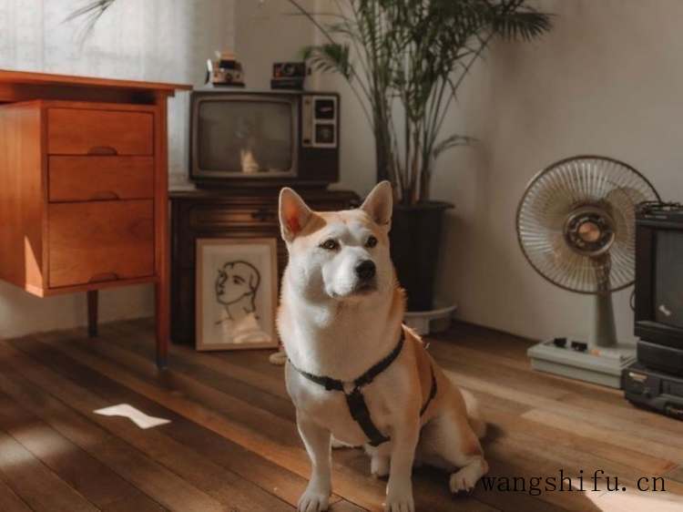 水性木器漆的选购