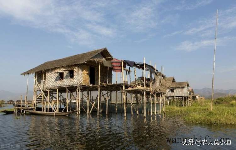 锦葵（锦葵的功效和作用）