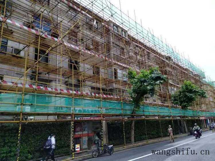 草芦荟（草芦荟图片）