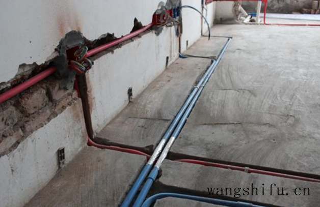 养哪个品种金钱龟好（养哪个品种金钱龟好养）