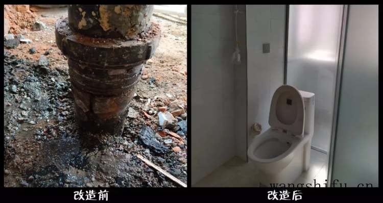 青凤凰（青凤凰多肉开花图片）