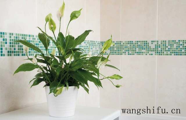 立升美的净水器哪个好（立升美的净水器哪个好用）