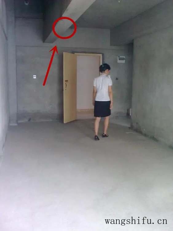 假龙头花（假龙头花图片）