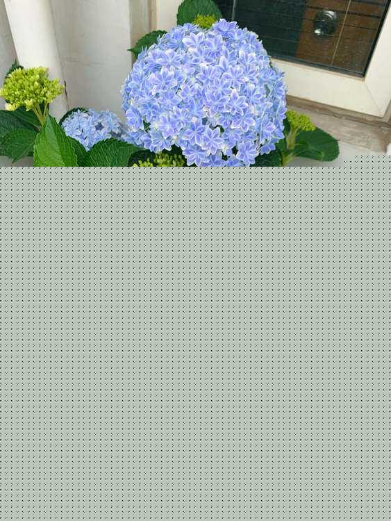 小苍兰（小苍兰什么味道）