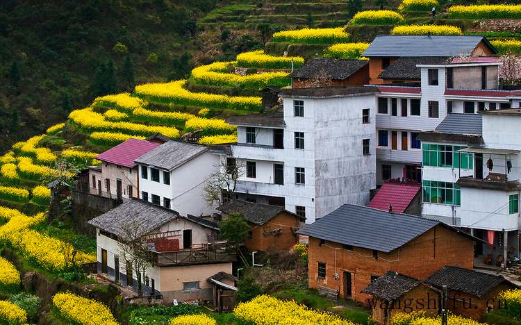 白茶（白茶的功效与作用）