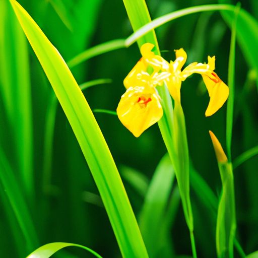 黄花鸢尾