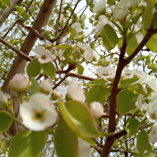 红檀香花梨哪个好