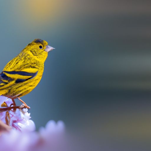 高山金翅雀 高山金翅雀