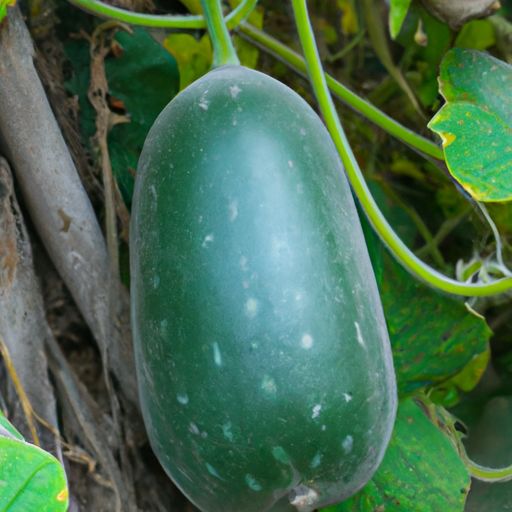 长兴吊瓜子 长兴吊瓜子