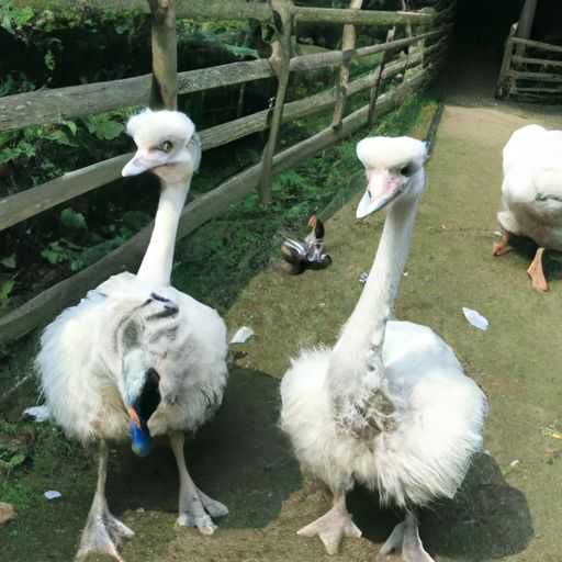 卡片机是什么意思