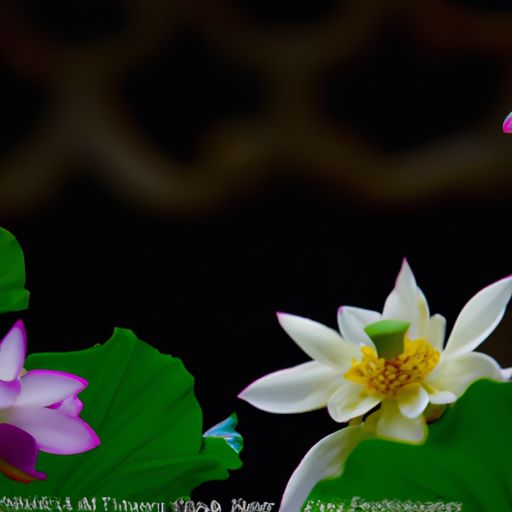 黄檀和黑檀木哪个好