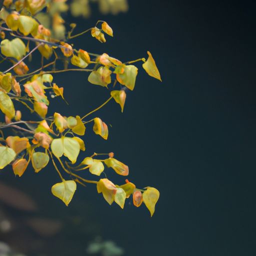 万寿菊（万寿菊图片）