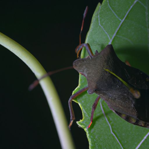除螨虫器哪个牌子好
